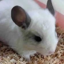 baby chinchillas