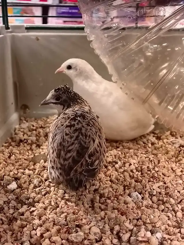 Button quail