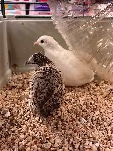 Button quail