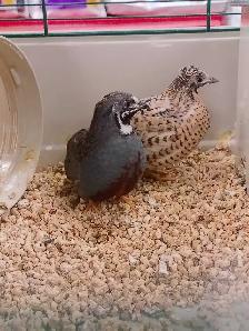 Button quail - Photo 2