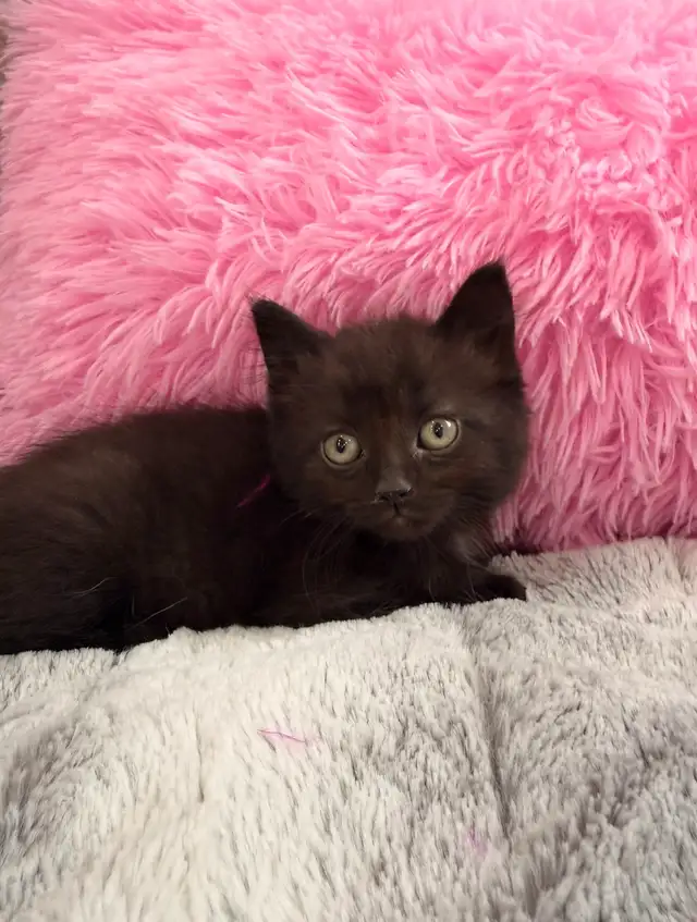 ❤️Adorable kittens ❤️- Only one left ❤️