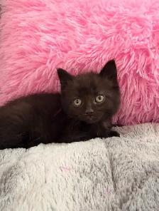 ❤️Adorable kittens ❤️- Only one left ❤️