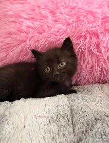 ❤️Adorable kittens ❤️- Only one left ❤️ - Photo 2