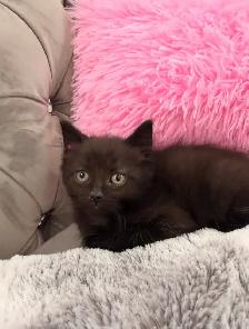 ❤️Adorable kittens ❤️- Only one left ❤️ - Photo 3