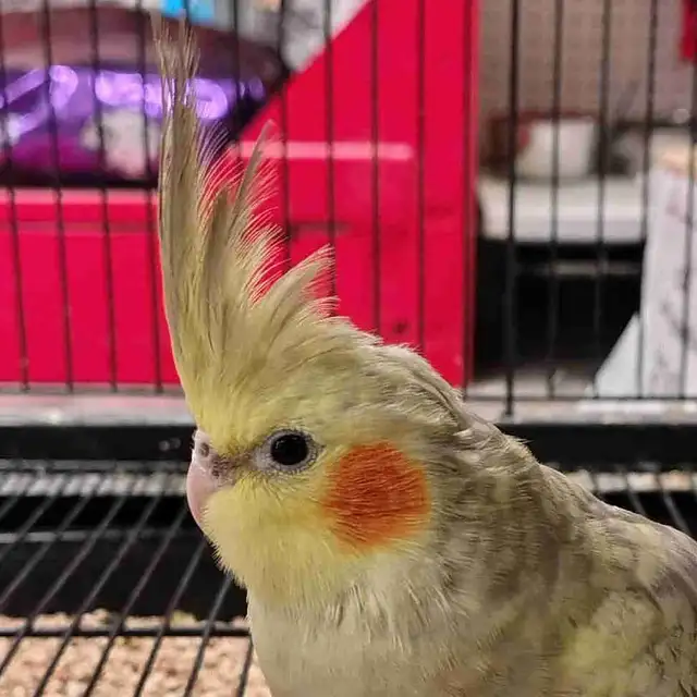 baby Pearl cockatiel