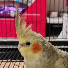 baby Pearl cockatiel