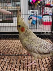 baby Pearl cockatiel - Photo 2