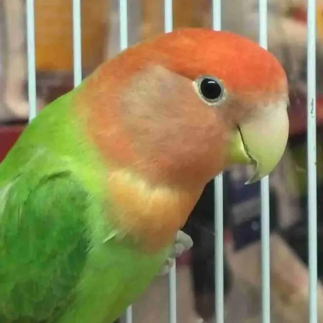 lovebirds