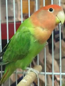 lovebirds - Photo 2