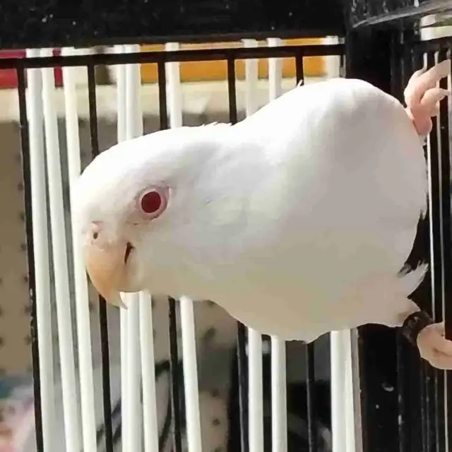 albino parrotlet