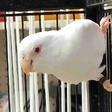albino parrotlet