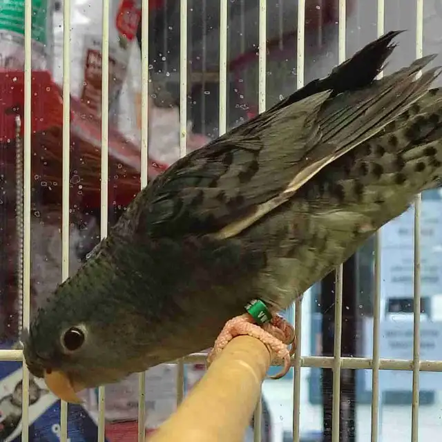lineolated parakeet