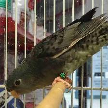 lineolated parakeet