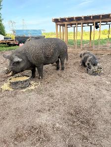 BAREFOOT FARM – PREMIUM BERKSHIRE PORK - Photo 4