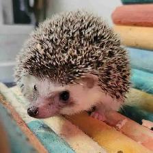 baby hedgehogs