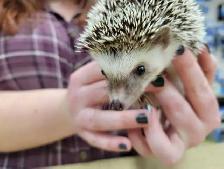 baby hedgehogs - Photo 2