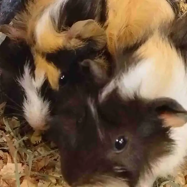 baby guinea pigs