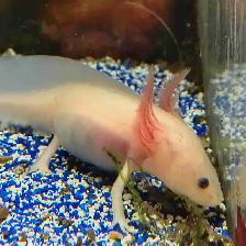 baby axolotls
