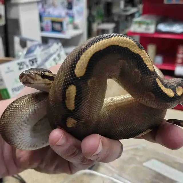 ball python