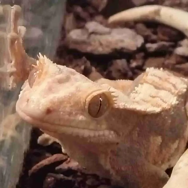 crested geckos