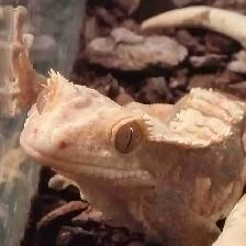 crested geckos