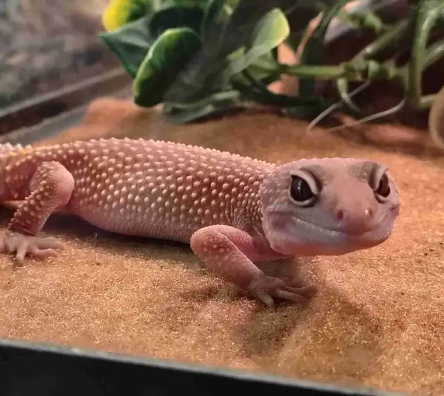 leopard geckos