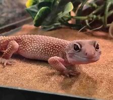 leopard geckos