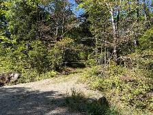 The Woodland (24.5 acres) - Photo 4