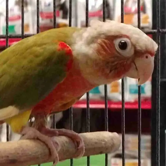 Red Factor pineapple conure
