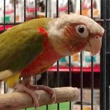 Red Factor pineapple conure