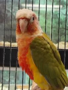 Red Factor pineapple conure - Photo 3