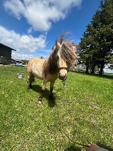 mini Stud fee - Photo 2