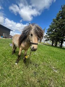 mini Stud fee - Photo 4