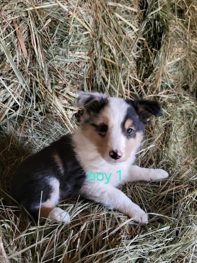 sheltie puppies