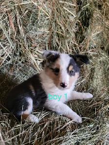 sheltie puppies