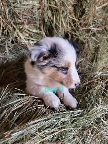 sheltie puppies - Photo 2