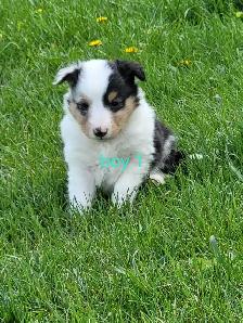sheltie puppies - Photo 3