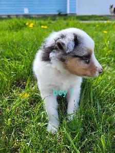 sheltie puppies - Photo 4