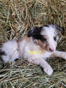 sheltie puppies - Photo 5