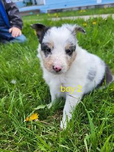 sheltie puppies - Photo 6