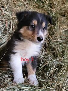 sheltie puppies - Photo 7