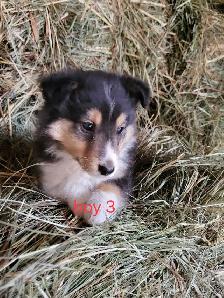 sheltie puppies - Photo 8