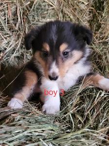 sheltie puppies - Photo 9