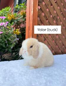 adorable holland lop baby bunnies