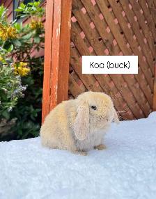 adorable holland lop baby bunnies - Photo 4