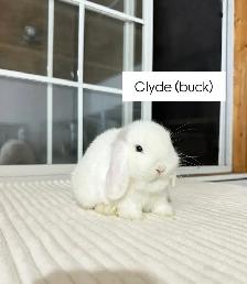 adorable holland lop baby bunnies - Photo 5