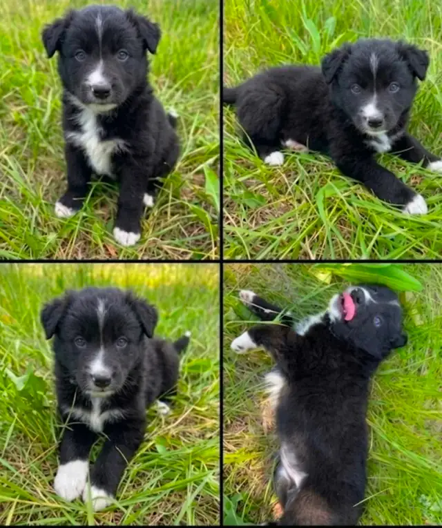 Border Collie x Labrador Puppies