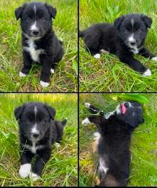 Border Collie x Labrador Puppies