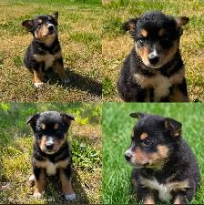 Border Collie x Labrador Puppies - Photo 3