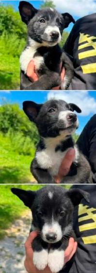 Border Collie x Labrador Puppies - Photo 4